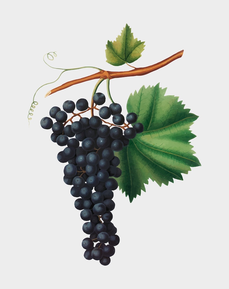 Free Vector berzemina grape from pomona italiana illustration