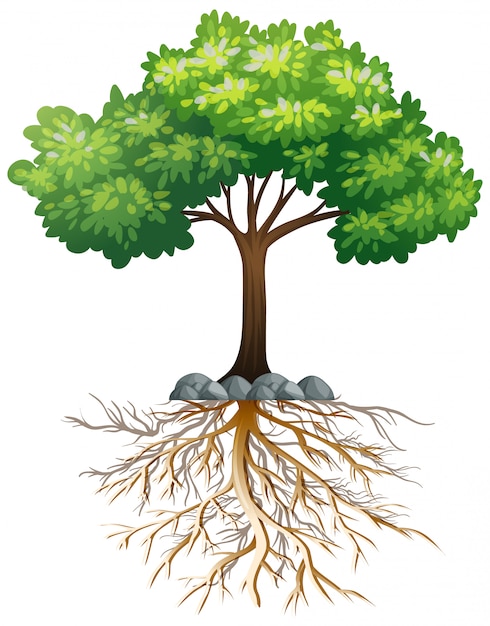 Бесплатное векторное изображение Большое зеленое дерево с корнями под землей на белом