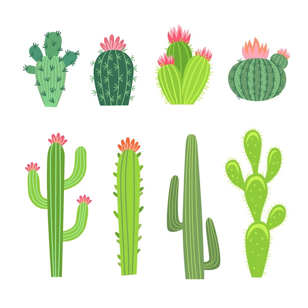 Big and small cactuses illustrations set. Collection of cacti, spiny tropical plants with flowers or blossoms, Arizona or Mexico succulents isolated on white