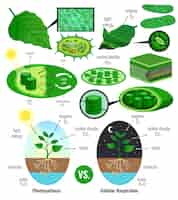無料ベクター カラフルな光エネルギー変換カルビンサイクル方式植物細胞呼吸と生物学的光合成インフォグラフィック要素