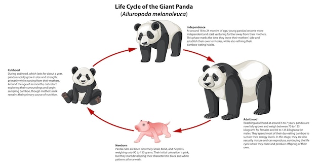 Free vector biology study panda life cycle infographic