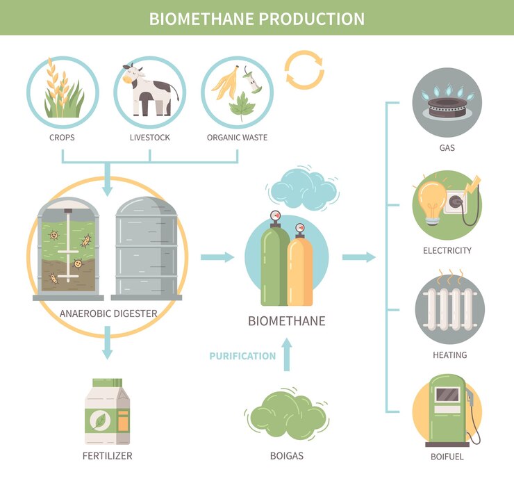 Free Vector biomethane production infographics demonstrating agricultural crops and  livestock as sources of biofuel heat and electricity flat vector illustration