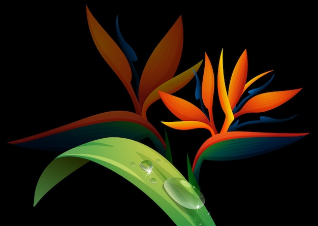 Free vector bird of paradise flower on black background