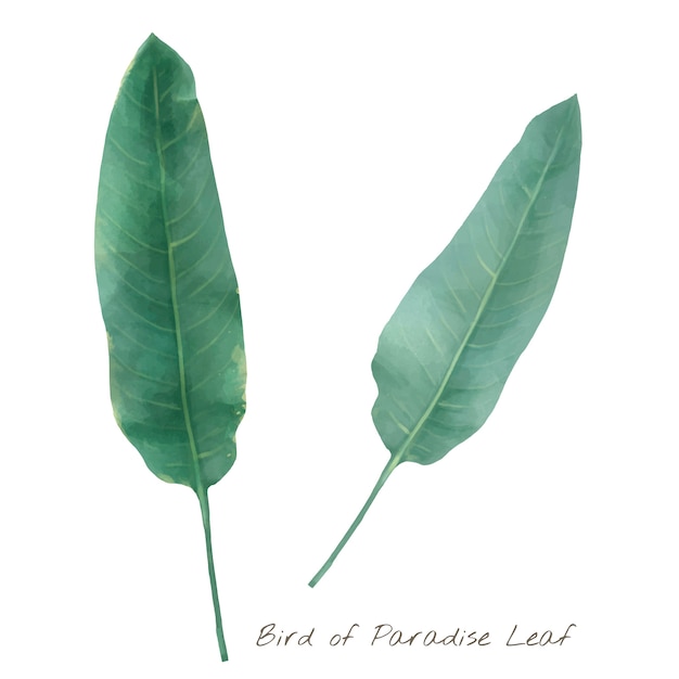 Free vector bird of paradise leaf isolated on white background