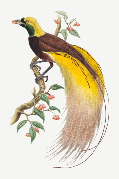 Bird of Paradise vector animal art print, remixed from artworks by John Gould and William Matthew Hart