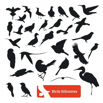 Silhouette collezione di uccelli