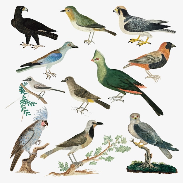 Free vector bird vector collection antique watercolor animal illustration, remixed from the artworks by robert jacob gordon