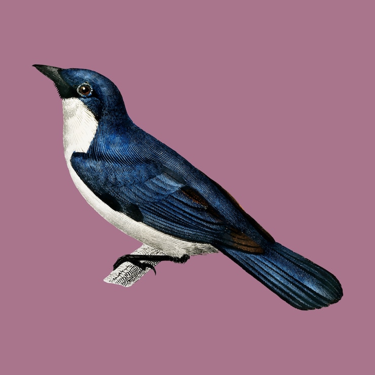 Free Vector bird 
