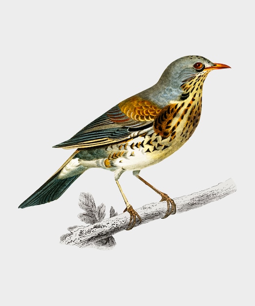 Free vector bird