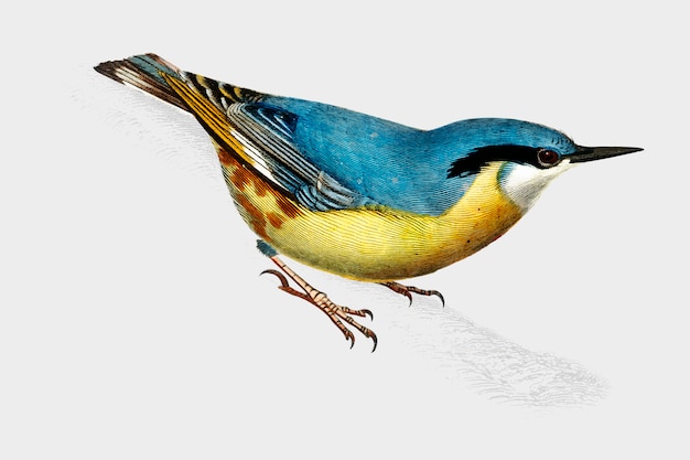 Бесплатное векторное изображение Птица
