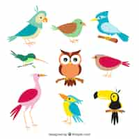 Vettore gratuito collezione birds