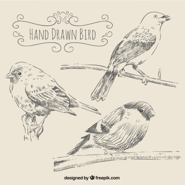 Free vector birds in hand drawn style