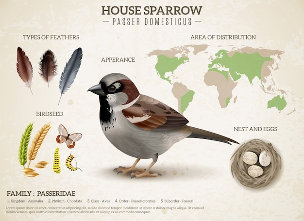 Birds scheme composition with realistic image of sparrow and images of feathers seeds and world map