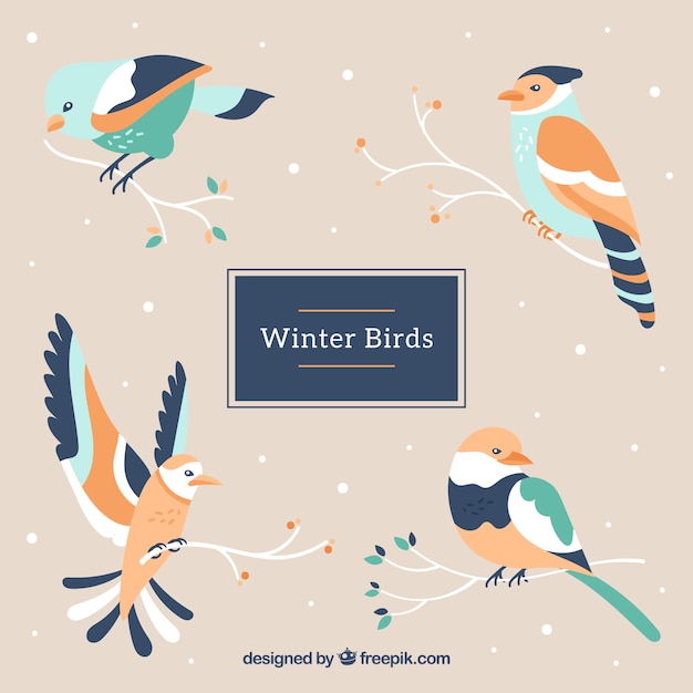 Free vector birds with pretty colors