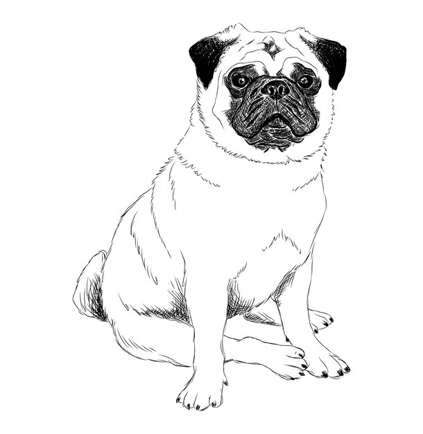 パグの犬の黒と白のイラスト プレミアムベクター