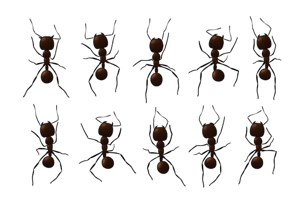 검은 개미 흔적 작업 곤충 곡선 그룹 실루엣 흰색 배경에 고립