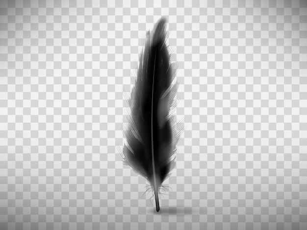 Black fluffy feather with shadow realistic