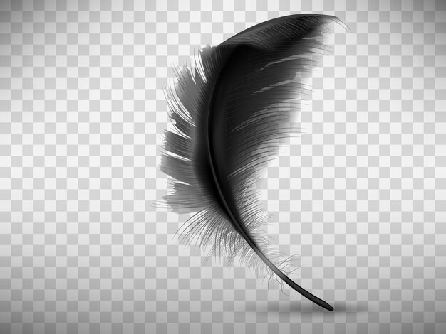 Black Feather PNG Transparent Images Free Download, Vector Files