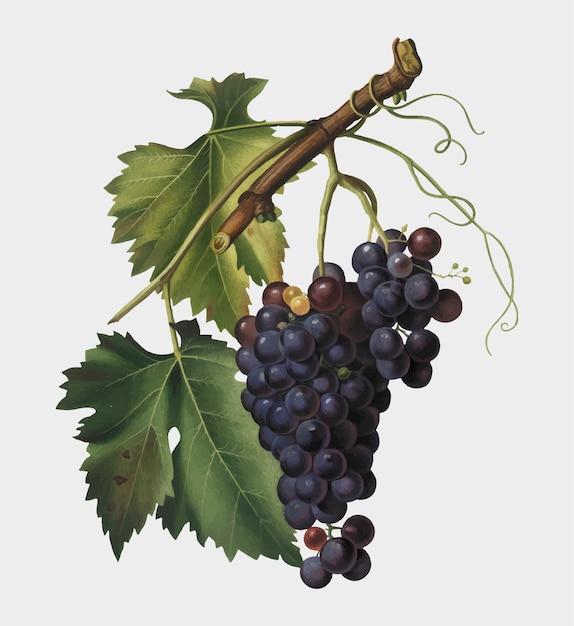 Бесплатное векторное изображение Черный виноград из иллюстрации pomona italiana