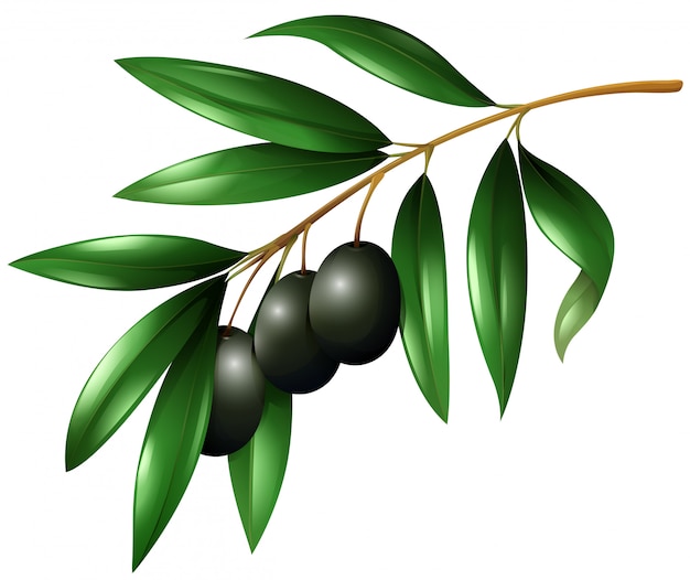 Black olives on the branch