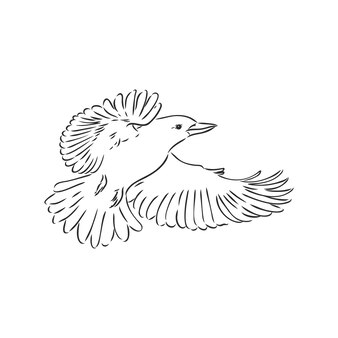 Черным контуром кукабарра birdvector рисунок кукабарра вектор эскиз иллюстрация