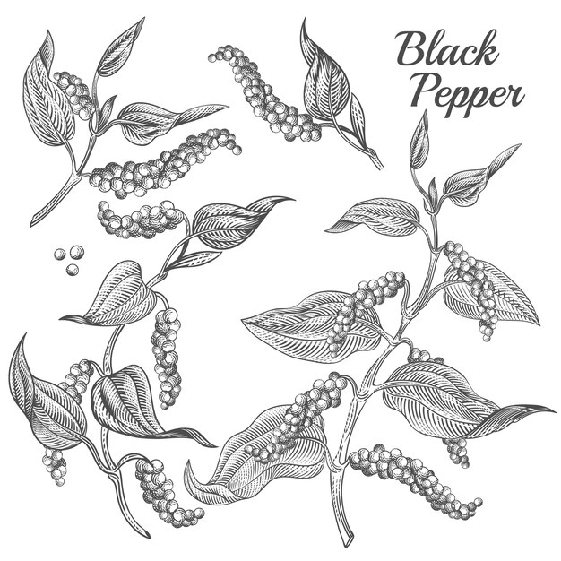 black pepper plant with leaves and peppercorns isolated on background. 