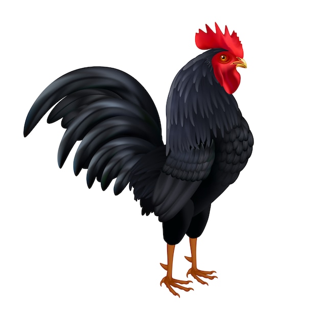 Бесплатное векторное изображение black rooster realistic side view image