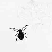 무료 벡터 흰색 배경 벡터에 웹 요소와 검은 거미