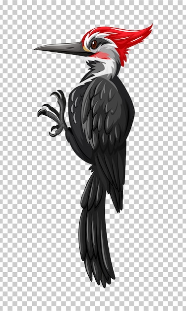 Free vector black woodpecker on transparent background