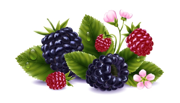 Бесплатное векторное изображение Реалистичная композиция ежевики со спелыми и недозрелыми ягодами, цветами и векторной иллюстрацией листьев
