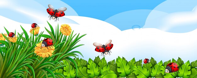 Blank scene with ladybugs in the garden with some flowers at daytime