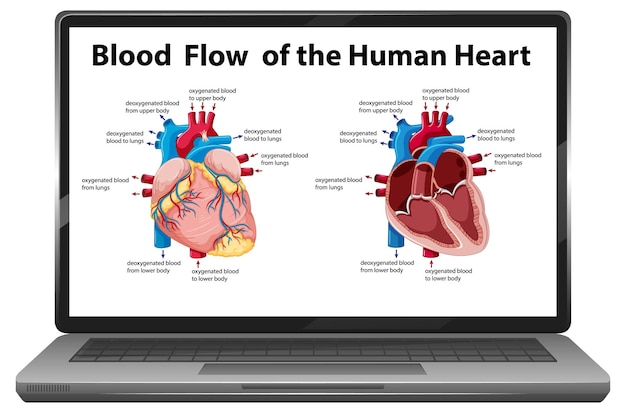 Free vector blood flow of human heart diagram on laptop screen isolated