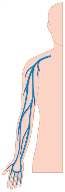 Blood vessels hand in human body