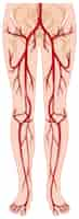 Free vector blood vessels in human body