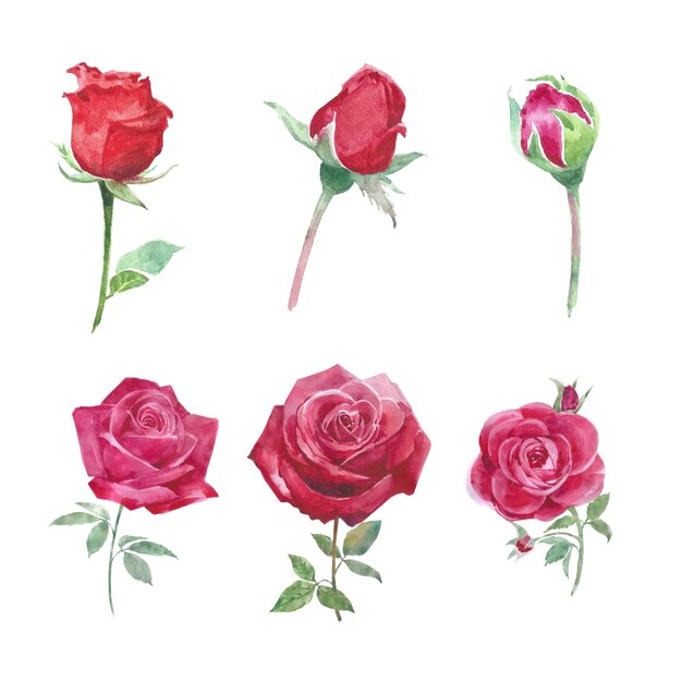 Bloom flower element red rose watercolor on white for decorative use.