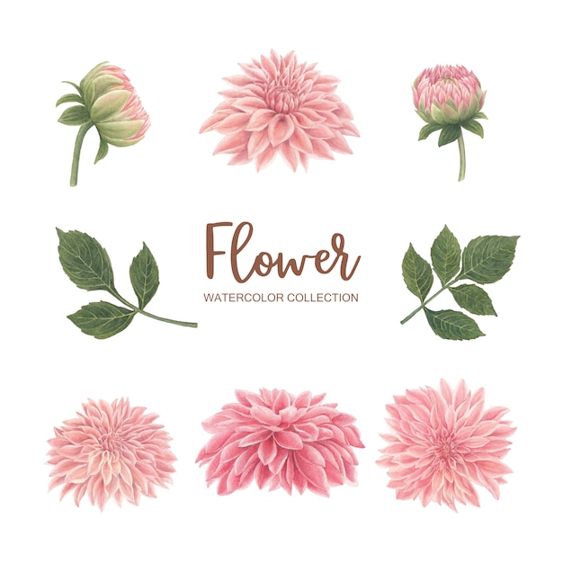 Free vector bloom flower watercolor pink chrysanthemum  on white for decorative use.