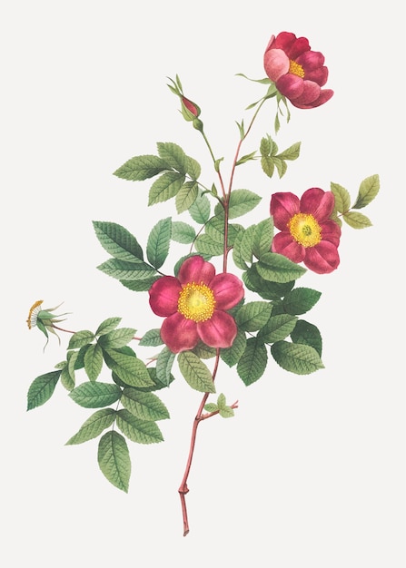 Цветущая альпийская роза
