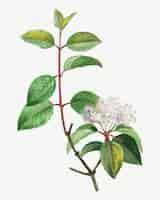 Free vector blooming blackhaw tree