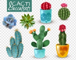 Free vector blooming cacti and popular succulents varieties easy care decorative indoor plants realistic set transparent