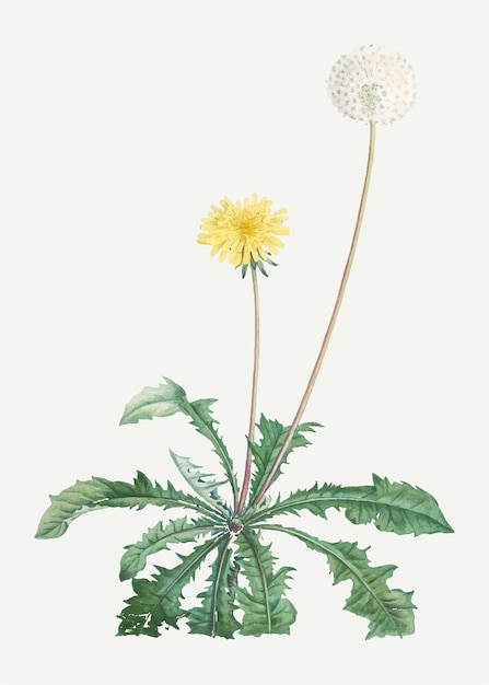 Free vector blooming dandelion