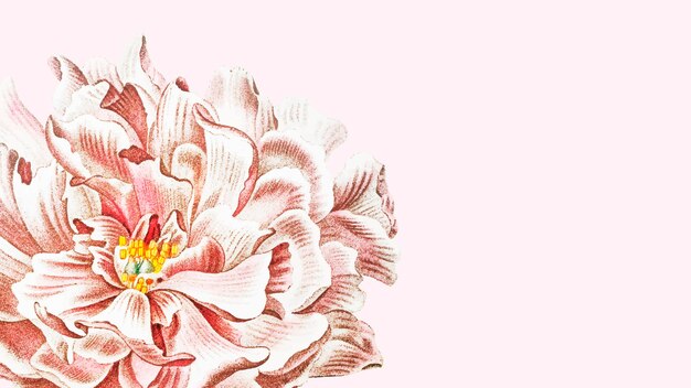 Blooming floral peony wallpaper in pink background 