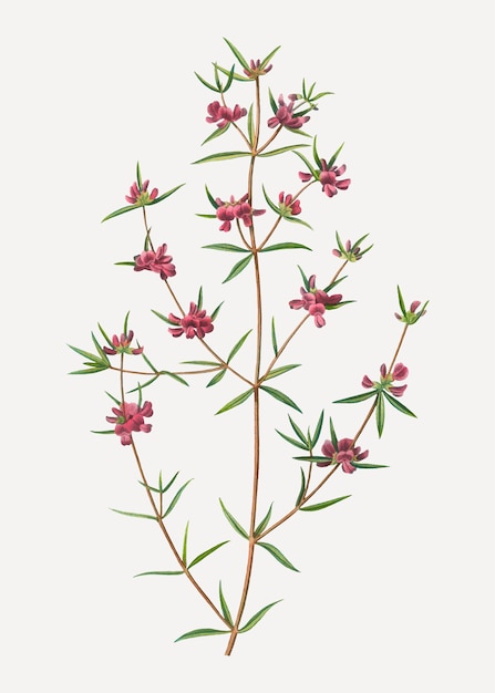 Blooming Heath mirbelia