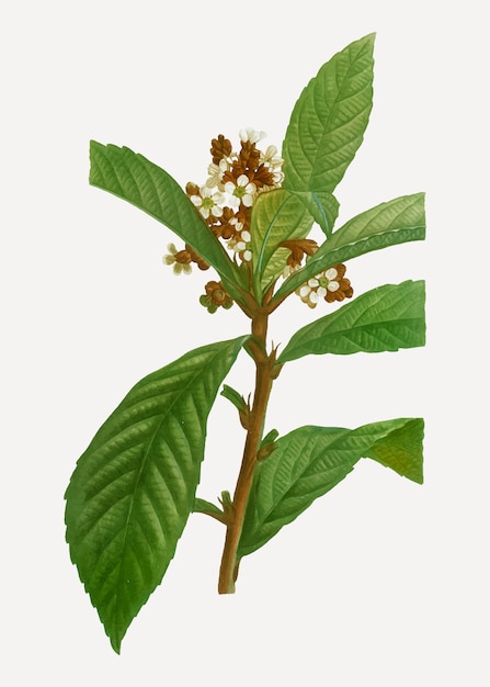 Free vector blooming loquat branch