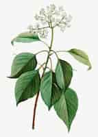 Vettore gratuito fioritura pagoda dogwood