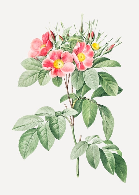 피는 분홍색 rosebush
