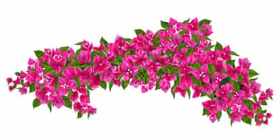 Free vector blooming purple bougainvillea branch realistic illustration isolated at white background vector illustration