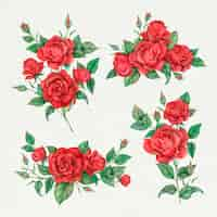 Free vector blooming red rose flower set