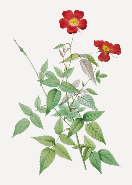 피는 빨간 rosebush