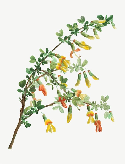 Free vector blooming robinia chamlagu