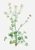 Free vector blooming scurvy grass